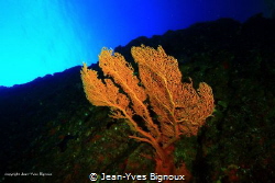 Gorgonian coral Coin de Mire(Gunners Point)8 metres
Maur... by Jean-Yves Bignoux 